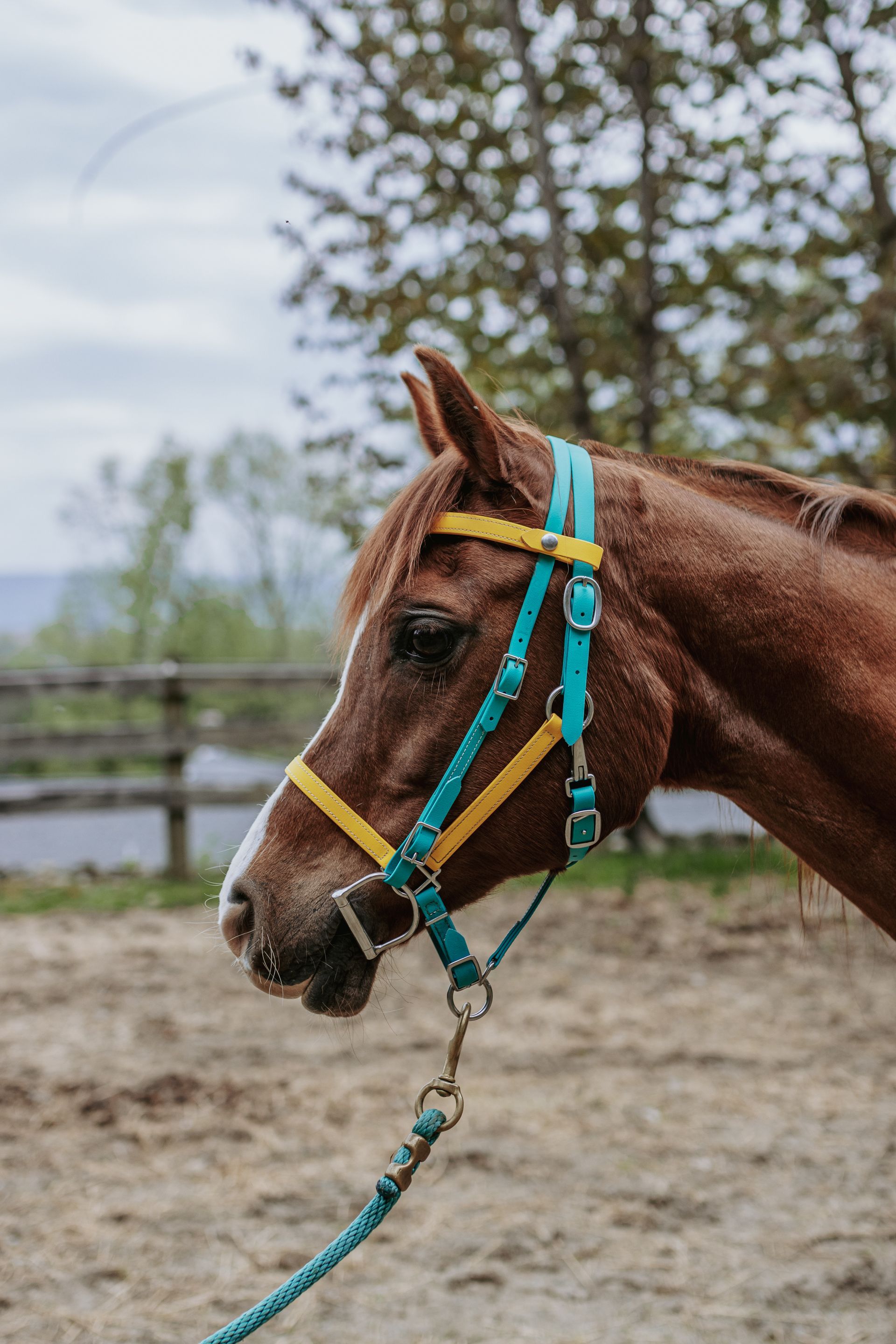 A brown horse wearing a blue and yellow bridle and reins.