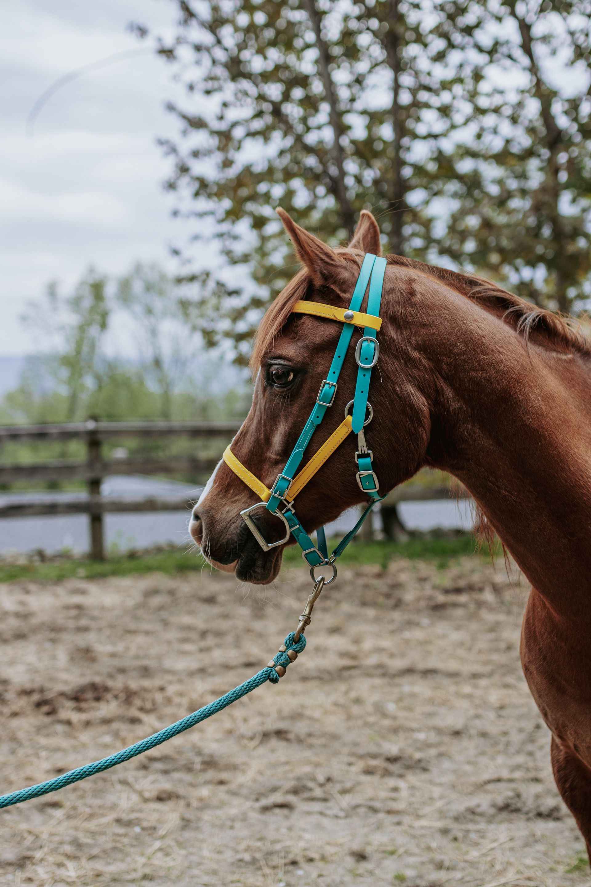 running martingale