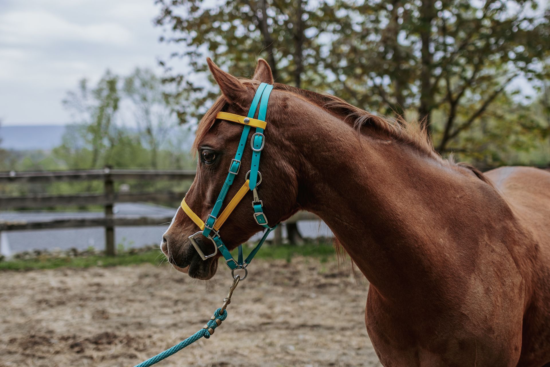A brown horse with a blue bridle is standing in a dirt field.