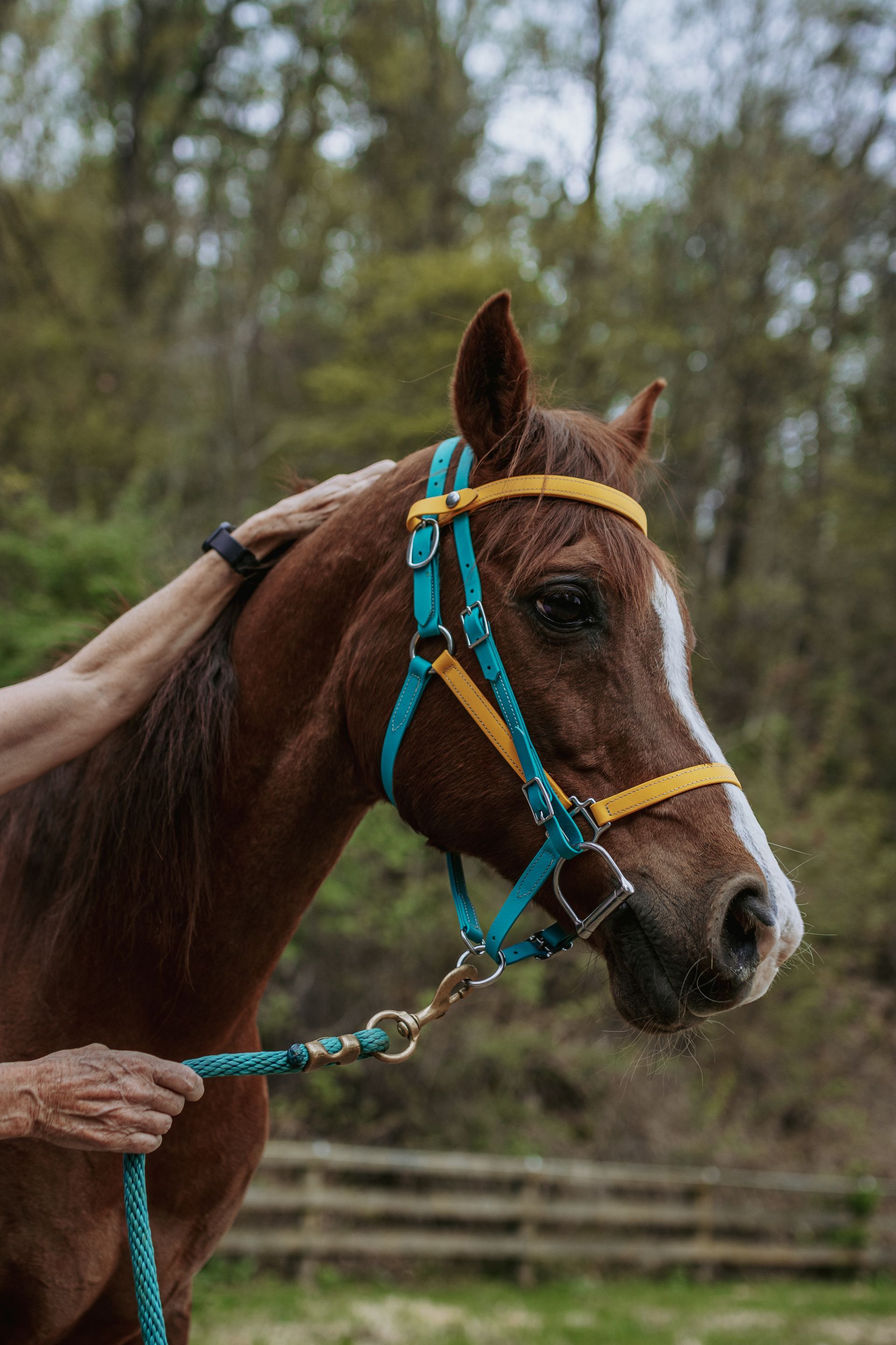 A person is petting a brown horse with a blue and yellow bridle.