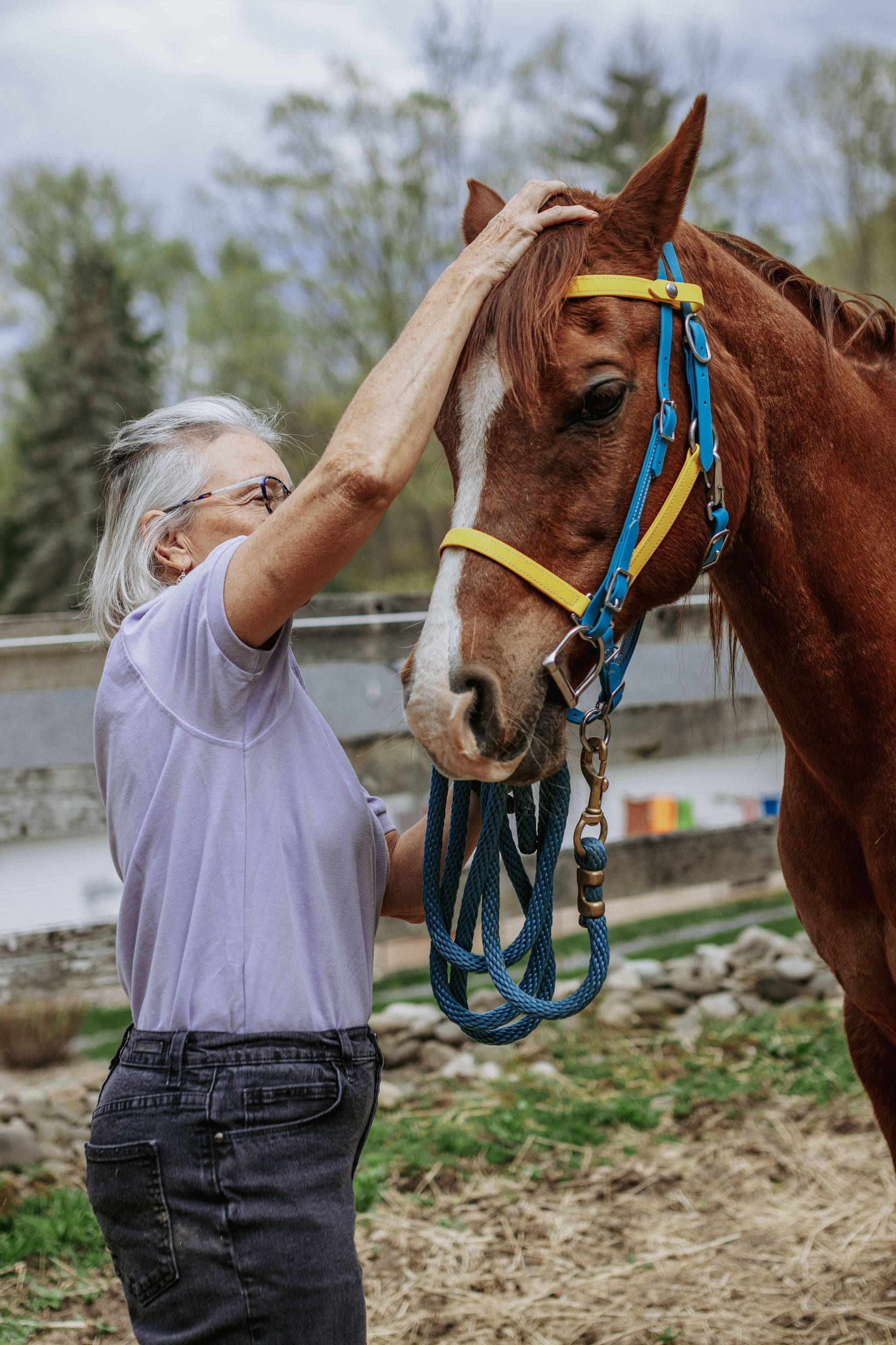 horse gear sale