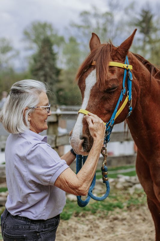 high tie halters horses