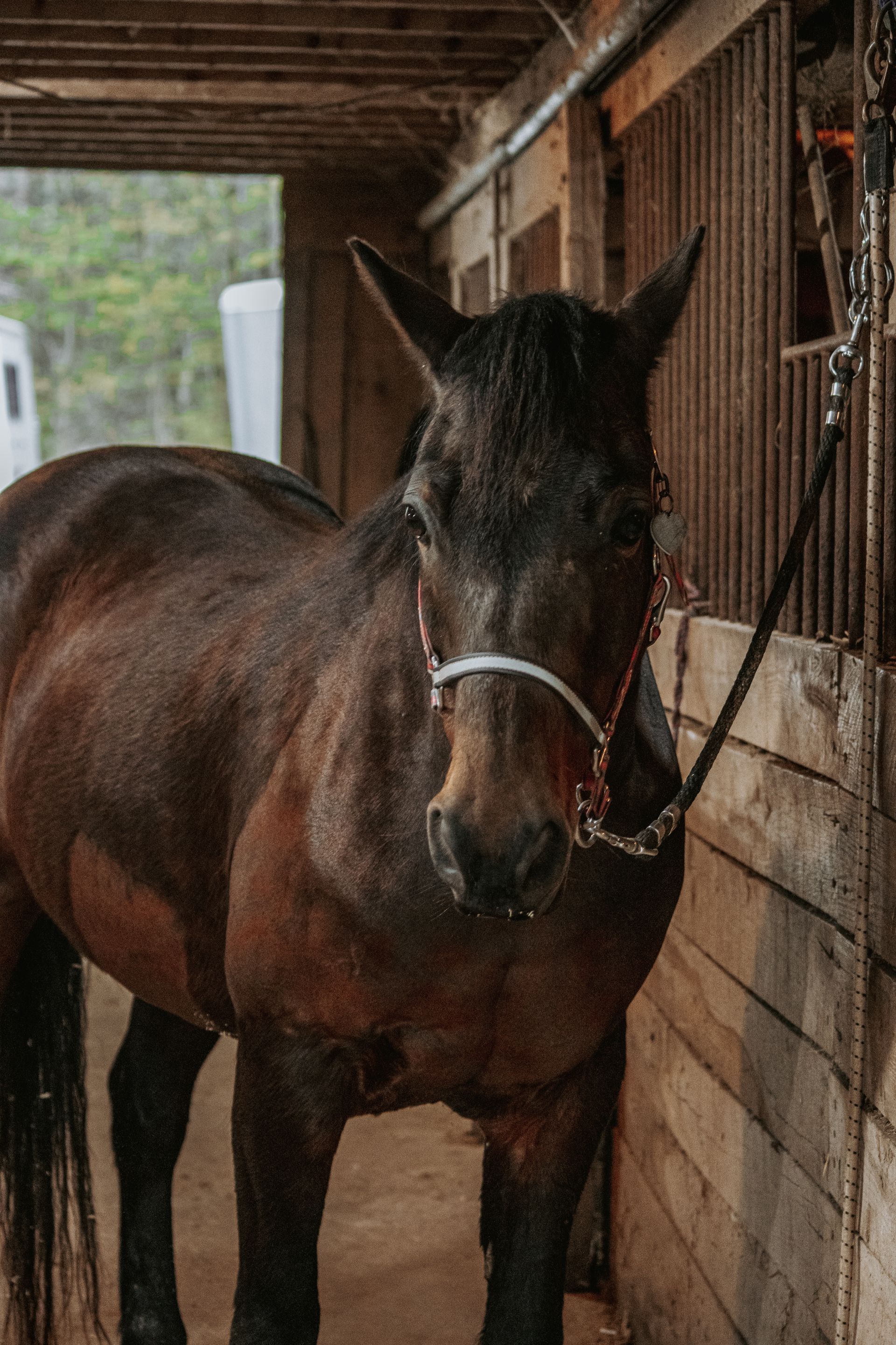 horse riding tackle