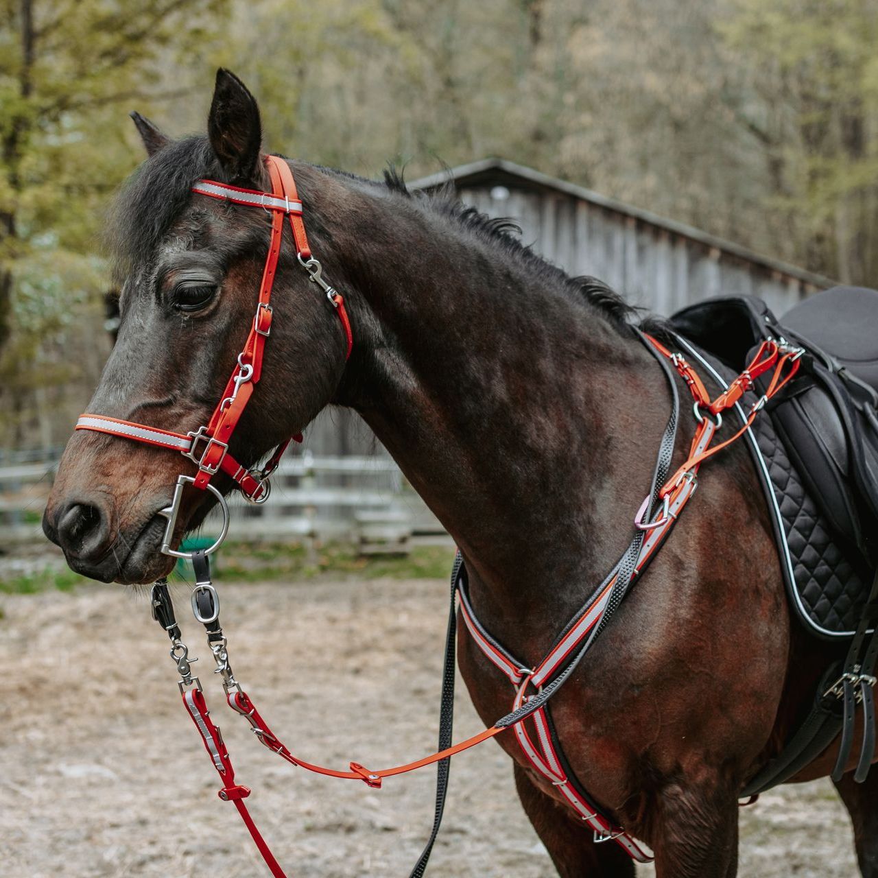 A brown horse with a red bridle and a black saddle