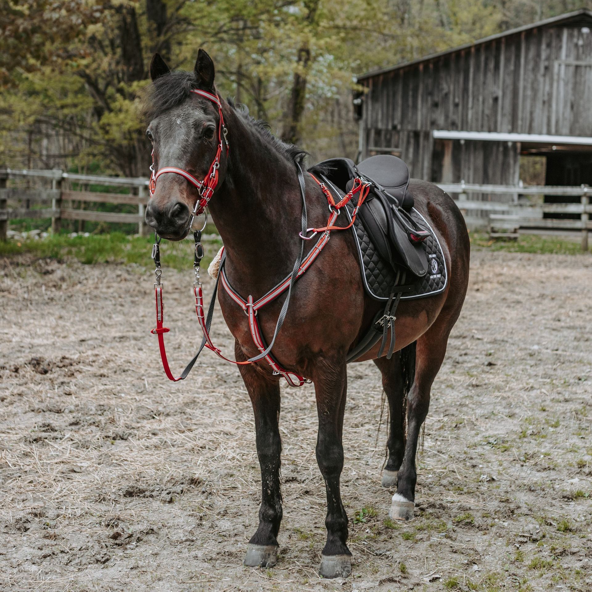 A brown horse with a black saddle and bridle