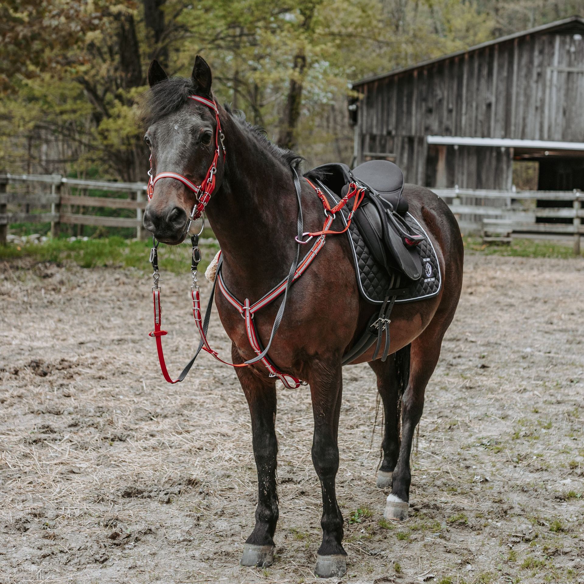 A brown horse with a bridle and saddle is standing in a dirt field