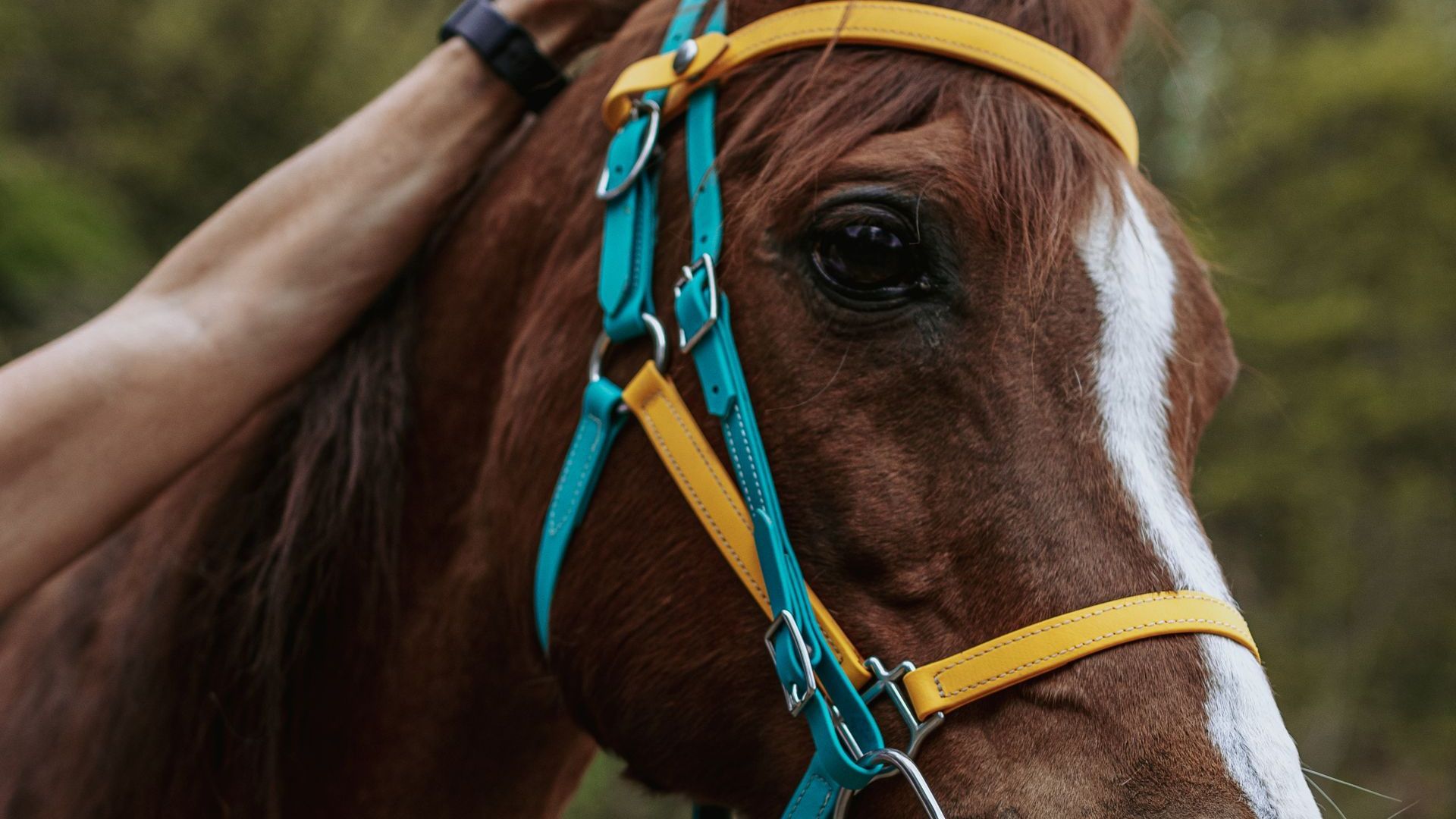 A person is petting a brown horse with a blue and yellow bridle.