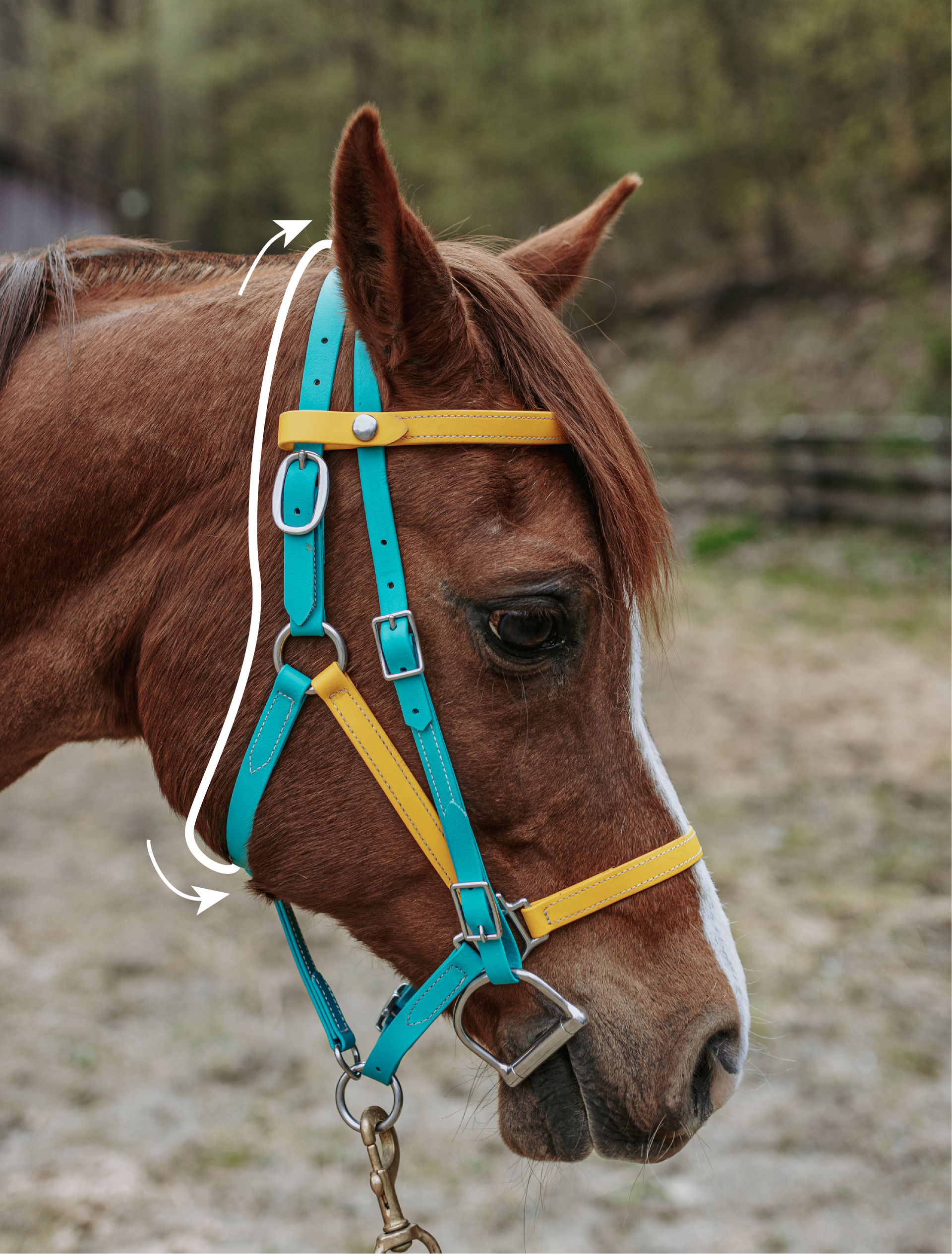 A brown horse wearing a blue and yellow bridle