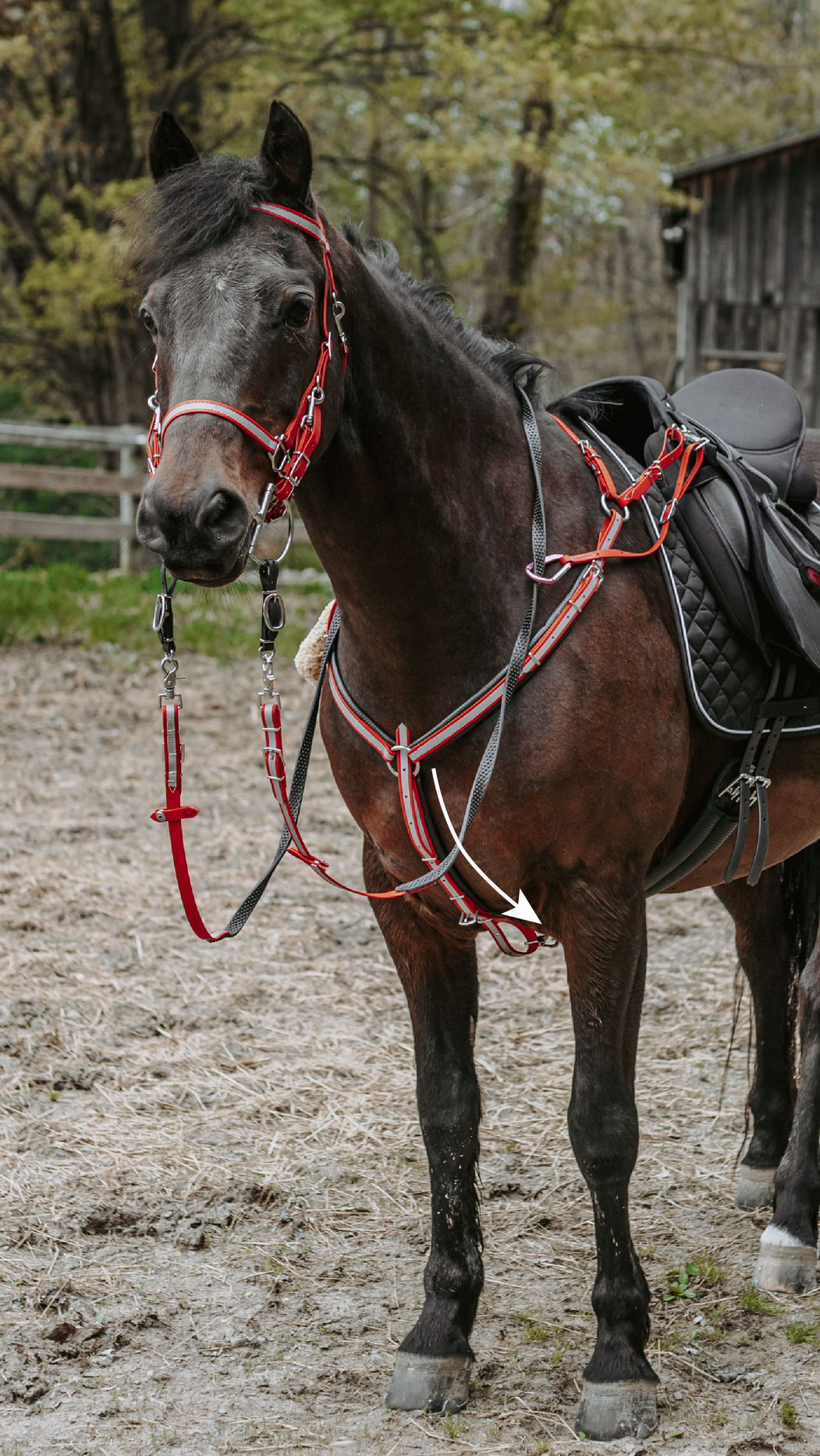 A brown horse with a red bridle and reins is standing in a dirt field.
