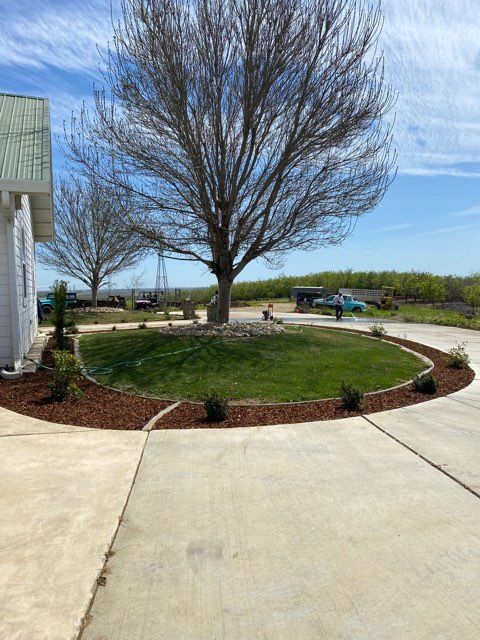 Circular lawn with tree, bordered by mulch and shrubs. Concrete driveway. Blue sky.