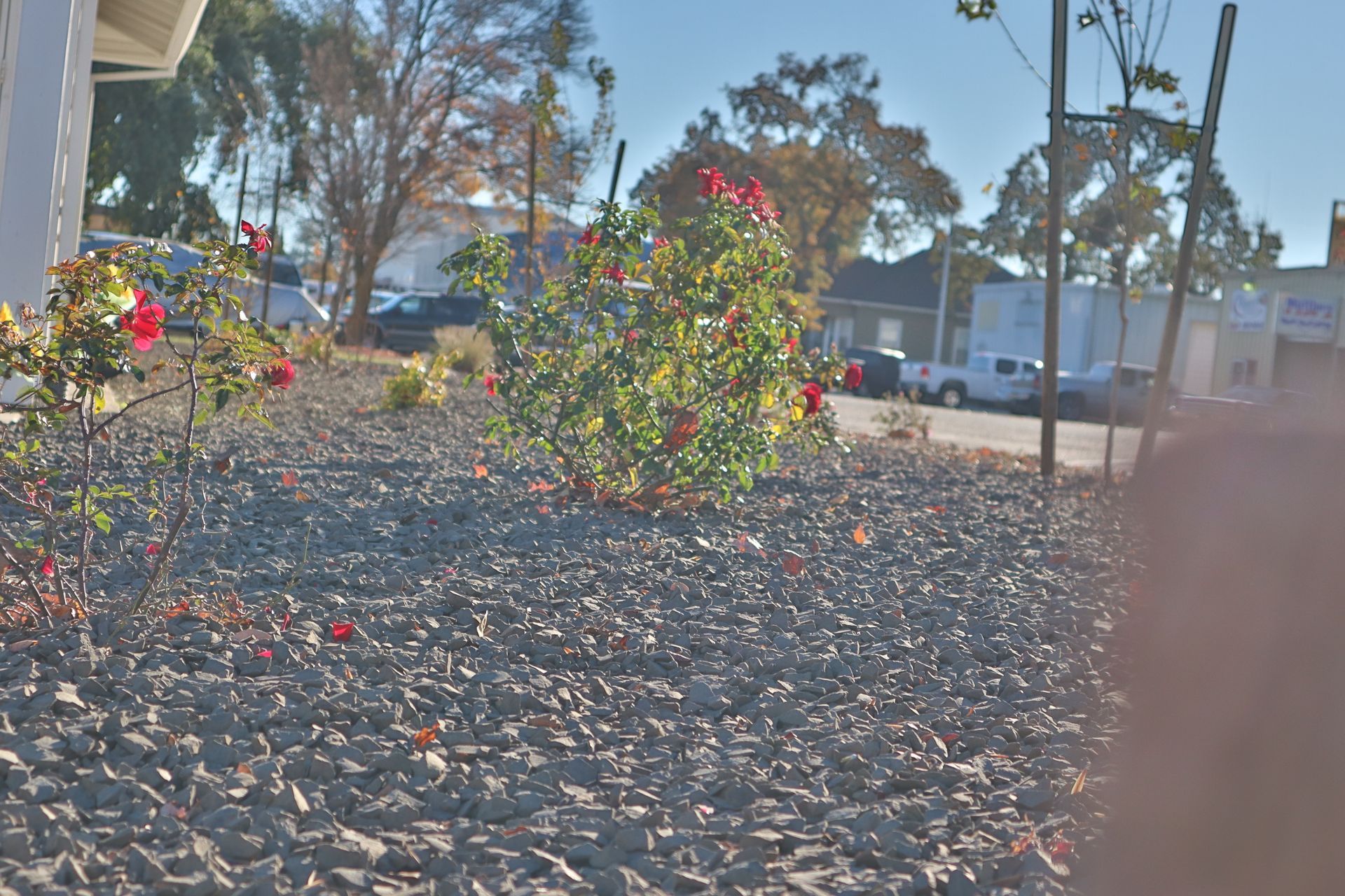 Gravel bed with red rose bushes, street with parked cars, and blue sky in the background.
