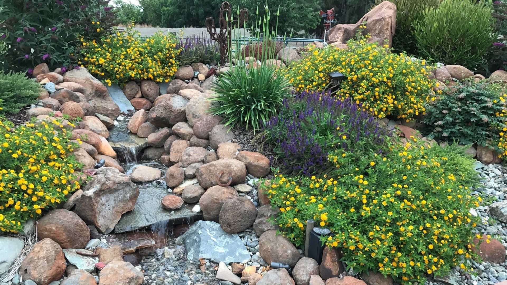 A rocky, landscaped garden with yellow flowering plants, various shrubs, and a small water feature.