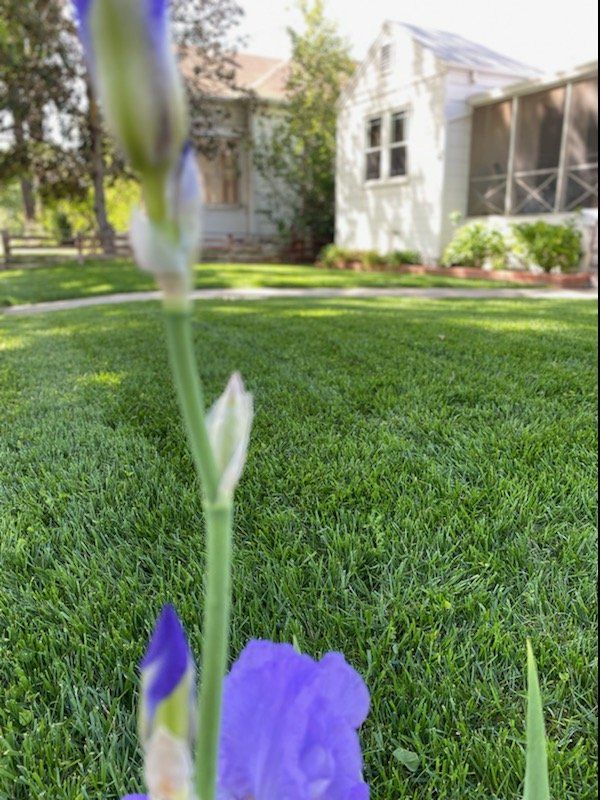 Purple iris in bloom with a blurred green lawn and white house in the background.