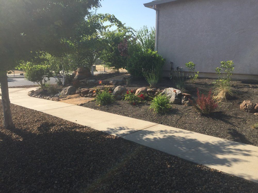 Landscaped front yard with sidewalk, rocks, plants, and a tree.