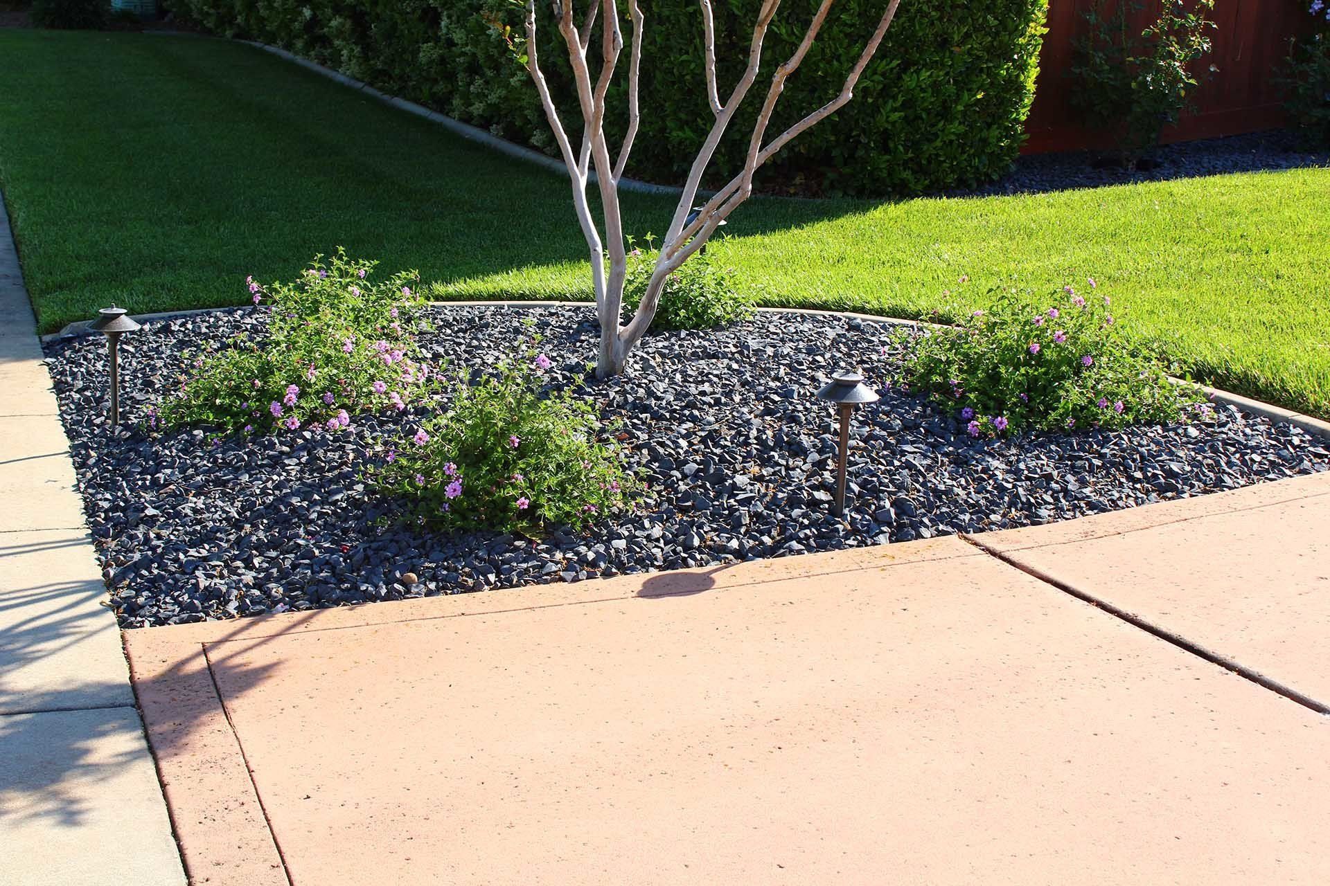 Garden bed with black rocks, green bushes, a tree, and a small light fixture next to a sidewalk and lawn.