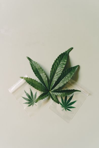 Green cannabis leaves on a clear tray against a light background