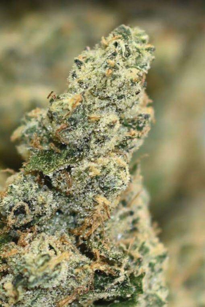 Close-up of a cannabis bud with frosty green leaves and orange hairs against a blurred background