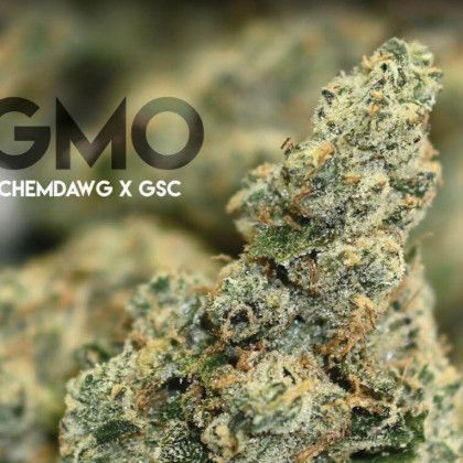 Close-up of a frosty cannabis bud with “GMO CHEMDawg X GSC” text over a blurred green background