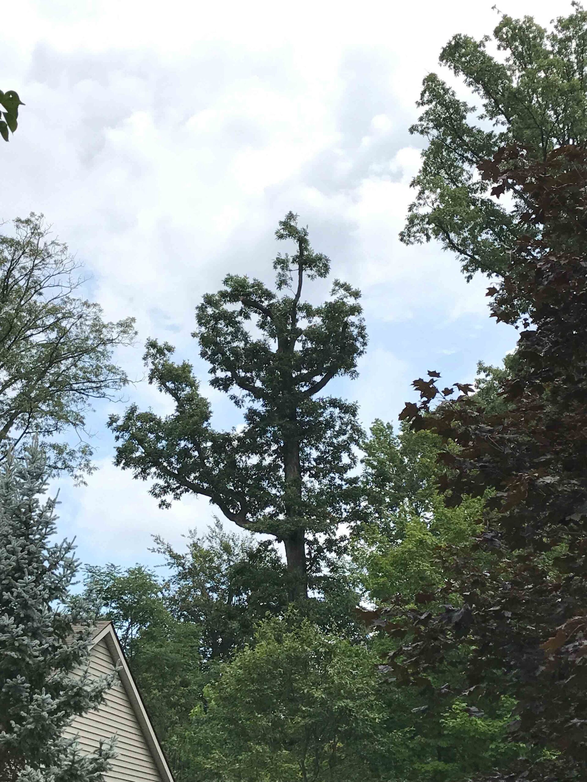 Tree care after results — Fort Wayne, IN — Mudrack Tree