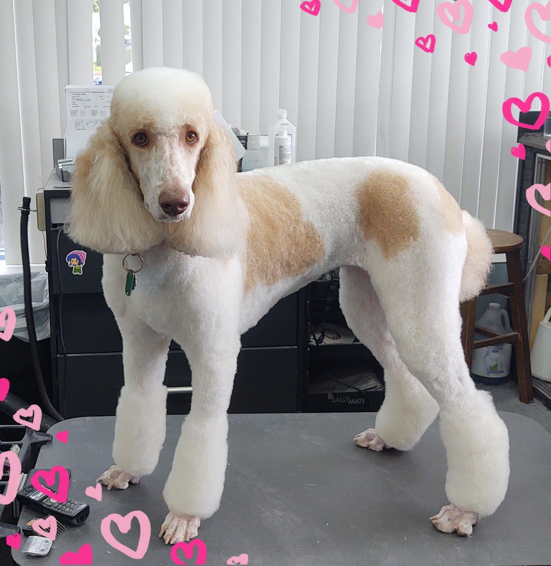 Cream and tan poodle with a stylish haircut, standing on a grooming table.