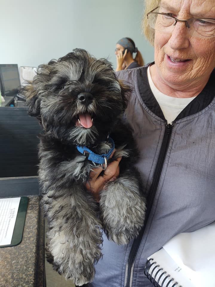 Small black and gray fluffy dog held by person in blue collar; dental office setting.