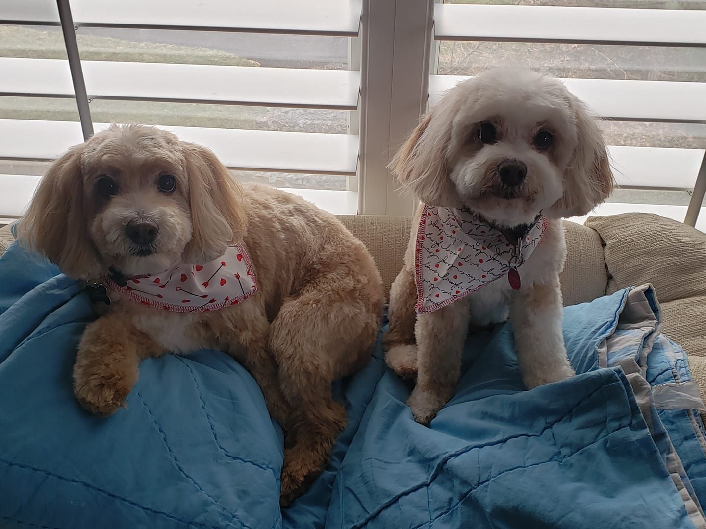 Two small dogs with matching bandanas on a blue blanket; one lounging, one sitting.
