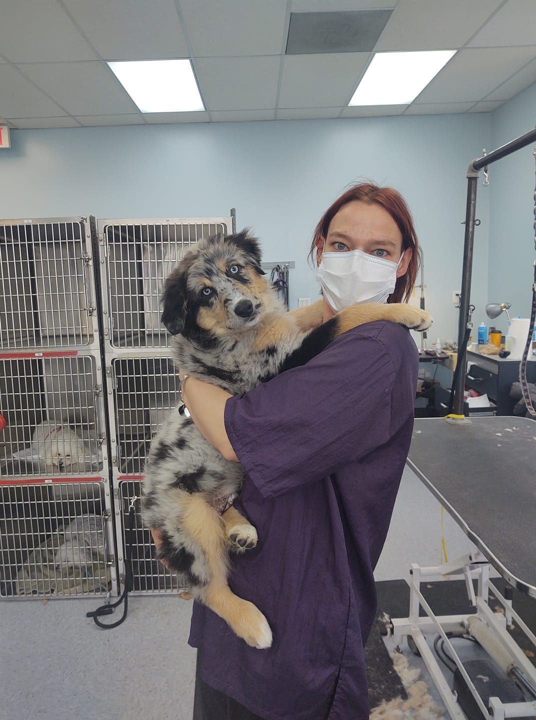 A person in purple scrubs holds a tricolor Australian Shepherd puppy in a grooming salon.