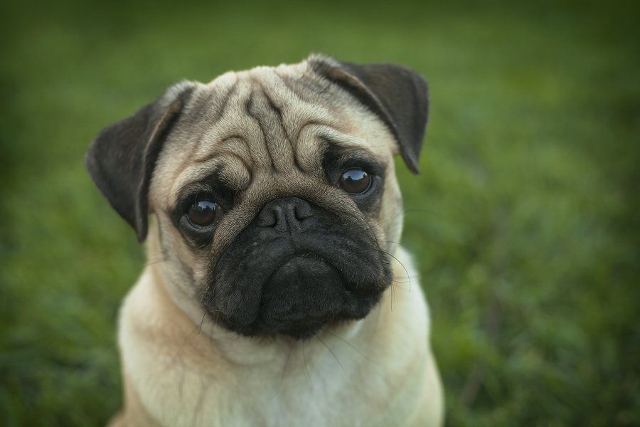 Dog — New York — Star One Home Care