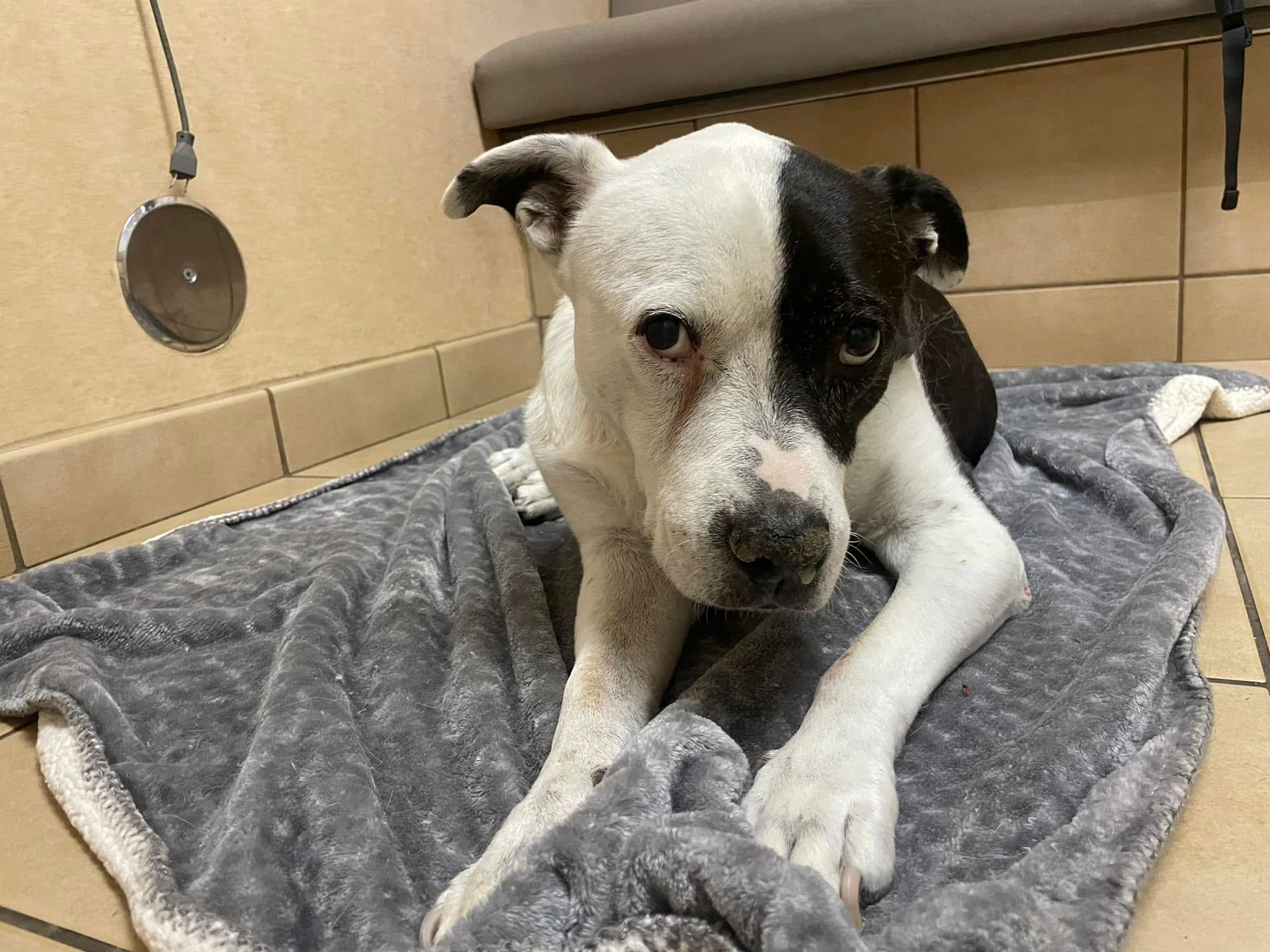 Black-and-white dog lying on a gray blanket in a veterinary kennel