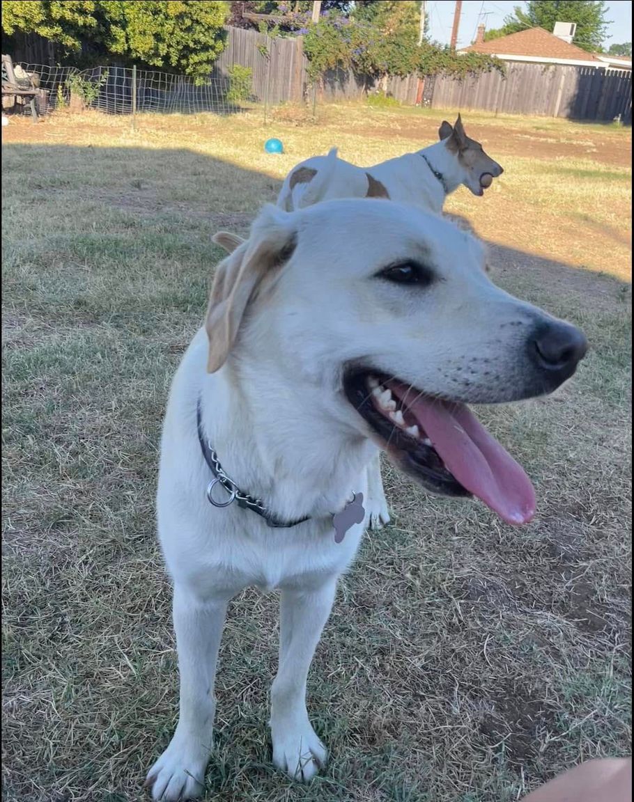 White dog standing on grass with tongue out in a sunny backyard, another dog in the background