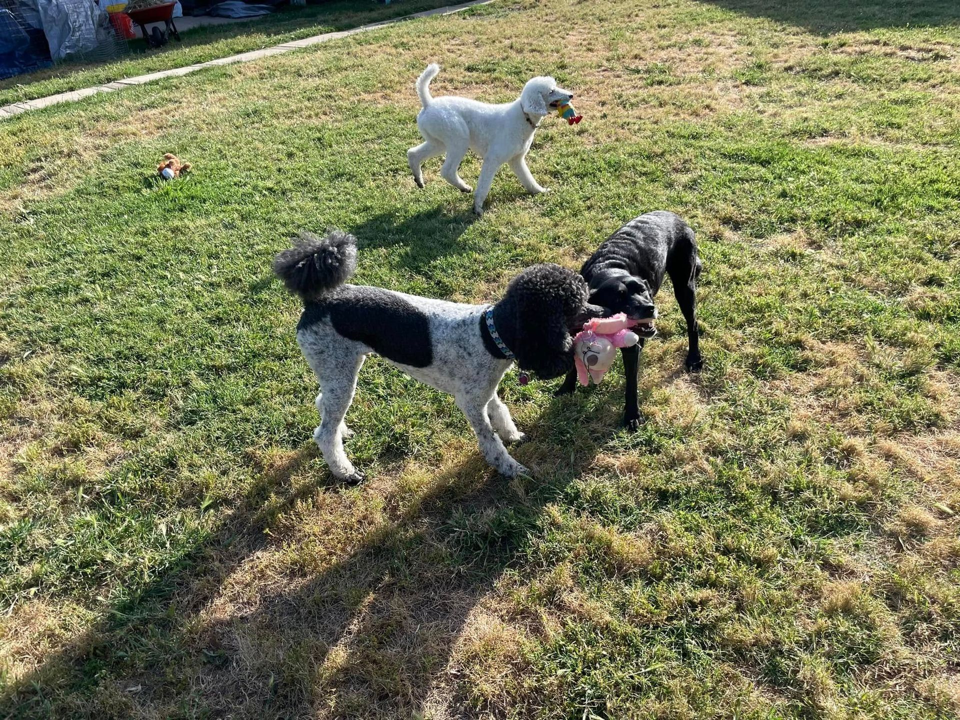 Three small dogs playing on grass, two black and white dogs tugging on a pink toy, one white dog nearby