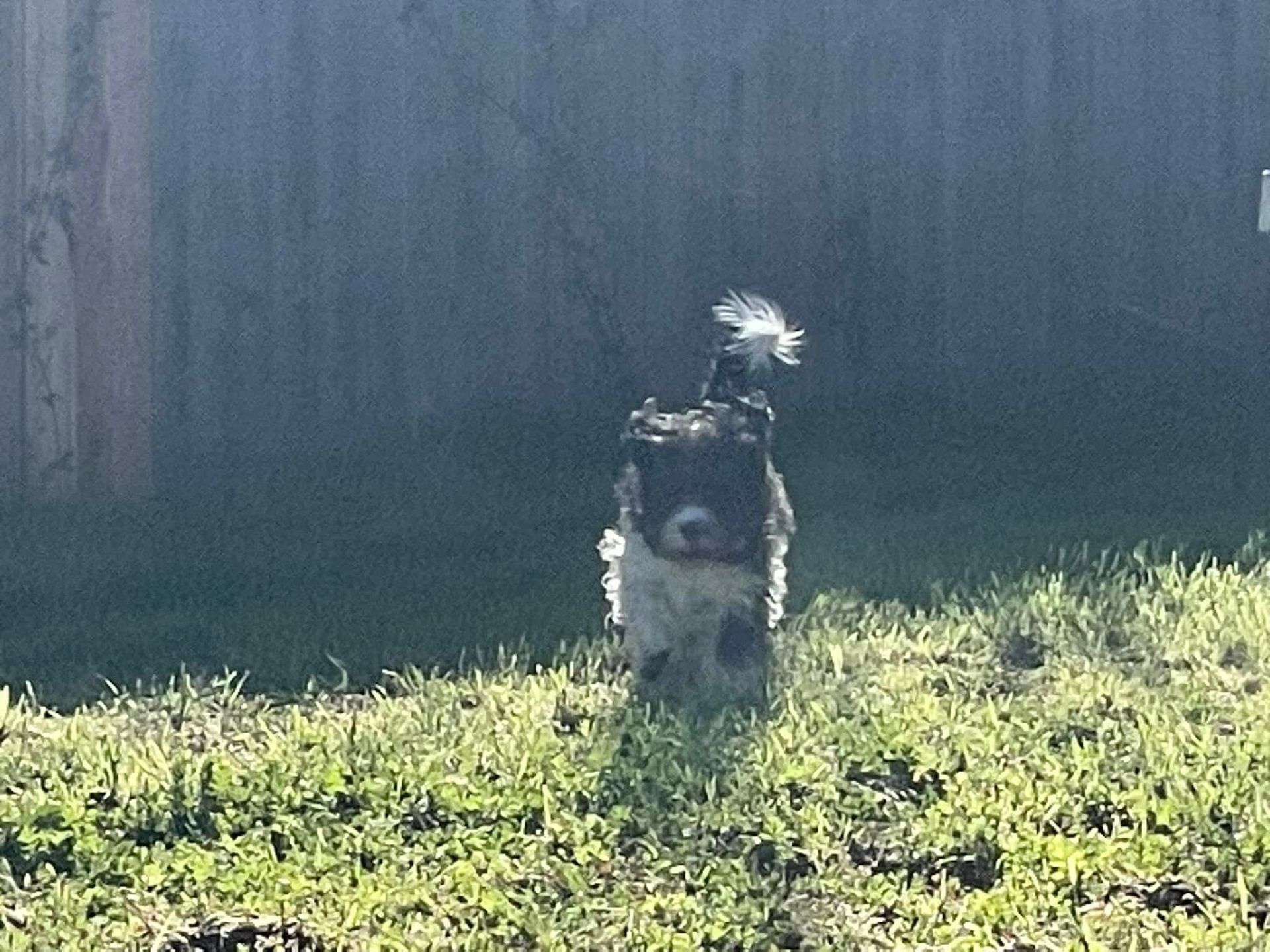 Small black-and-white dog standing on grass in front of a dark fence.