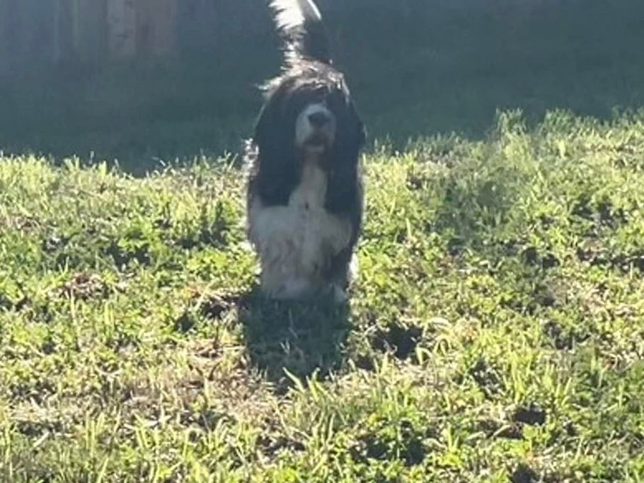 Black-and-white dog sitting in sunlit grass near a shadowed fence