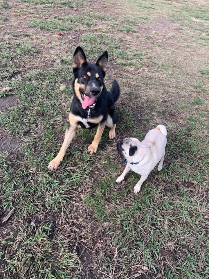 Black and tan dog and small cream pug sitting on grass, both looking up and panting.