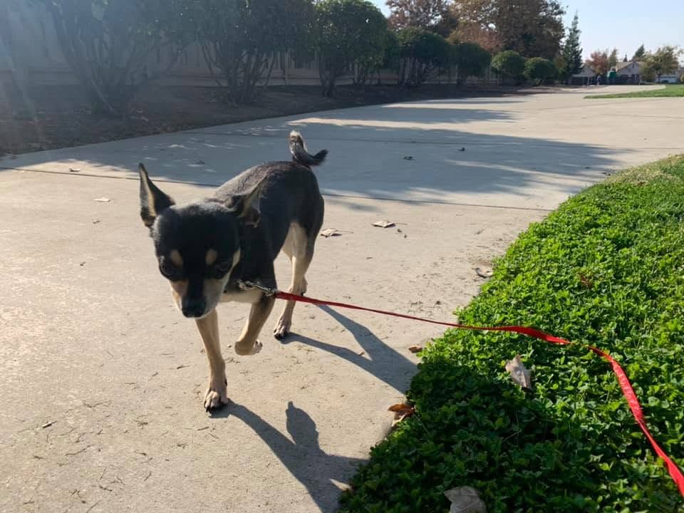 Small black-and-tan dog on a red leash walking on a sunny paved path near grass and trees