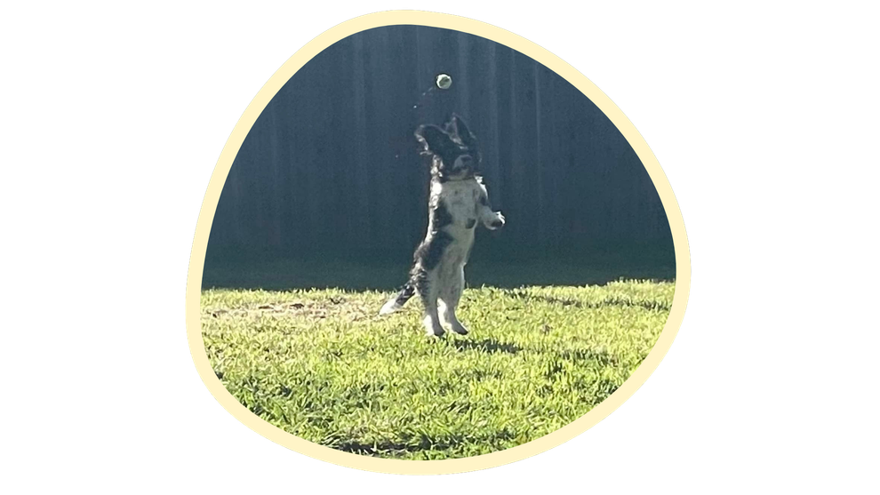 Person reaching up for a ball on a grassy field with a dark fence in the background