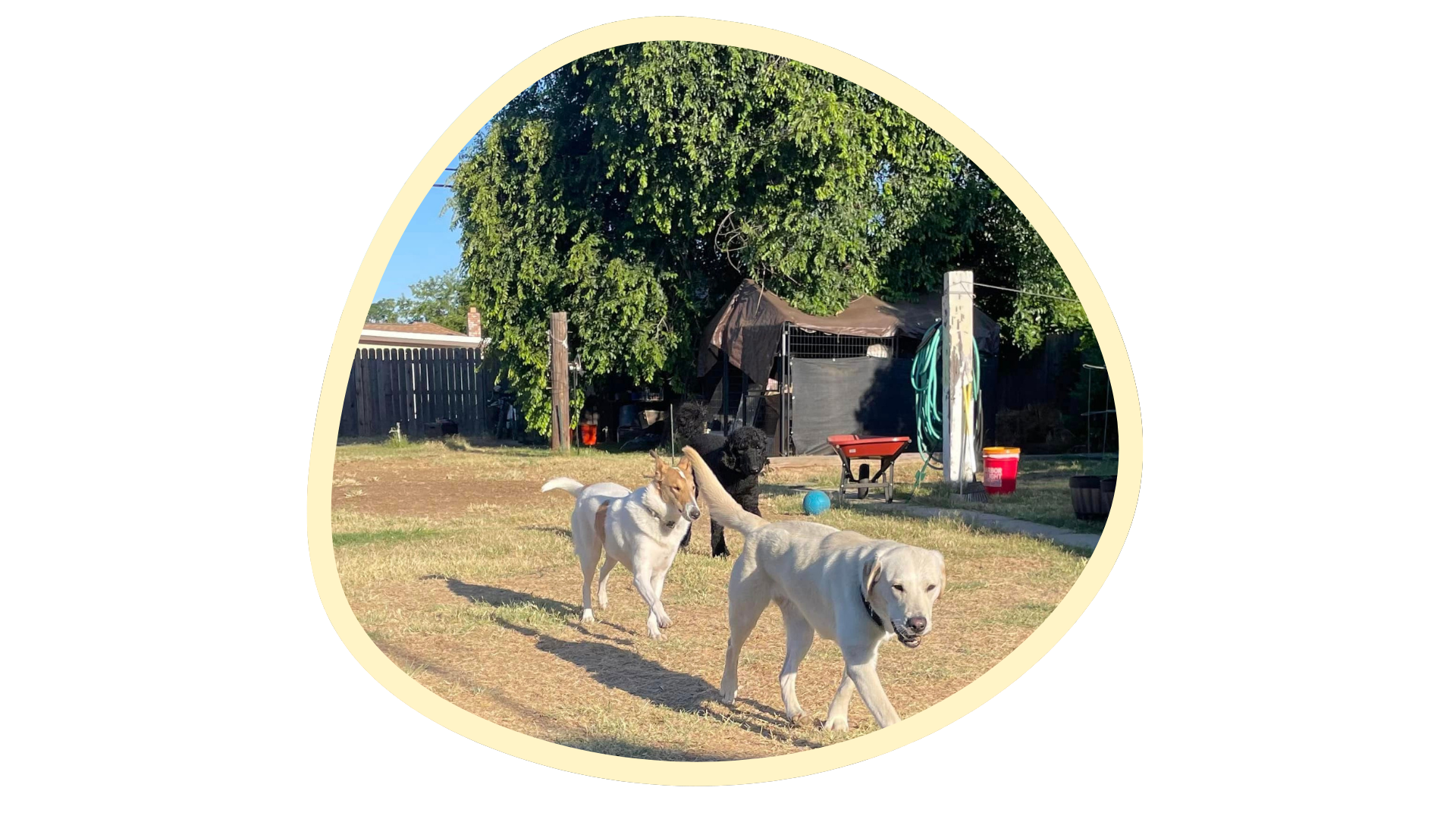 Two white dogs standing on a dry lawn in a sunny backyard with trees and a shed