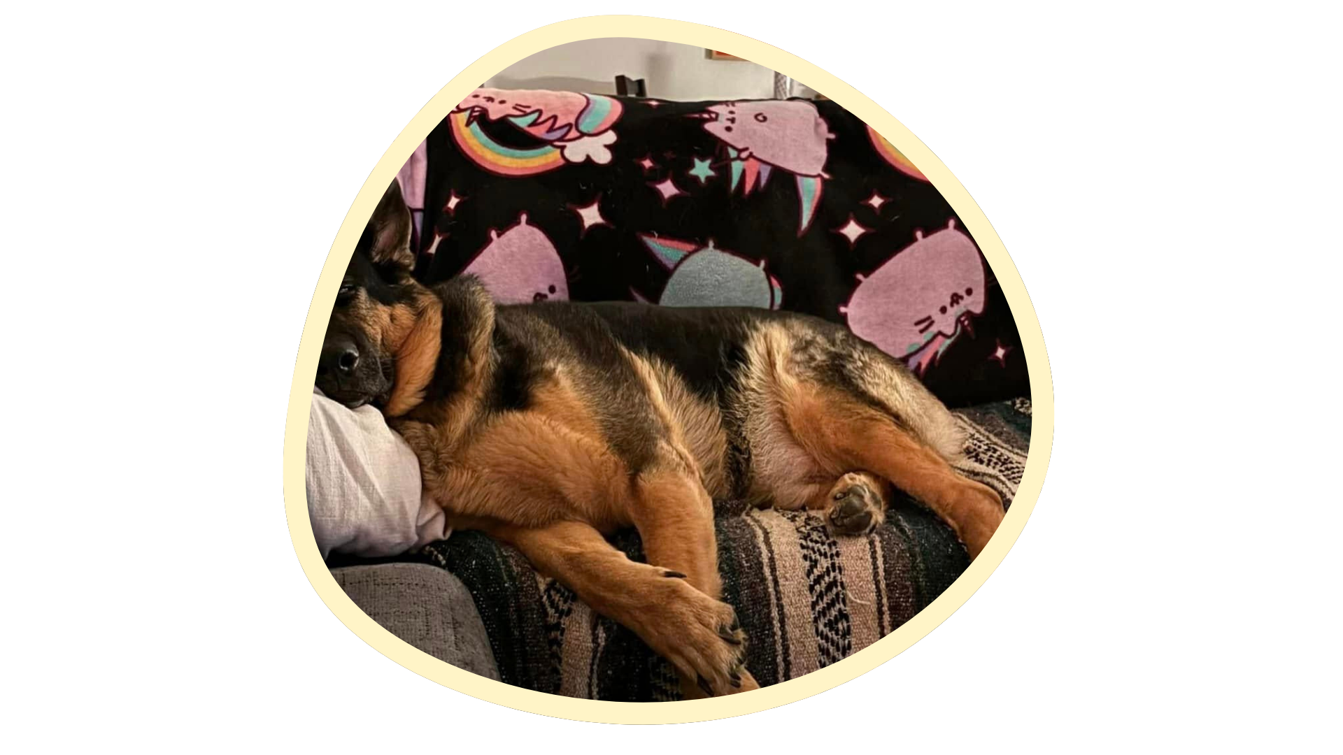 German shepherd sleeping on a patterned blanket in a circular photo frame