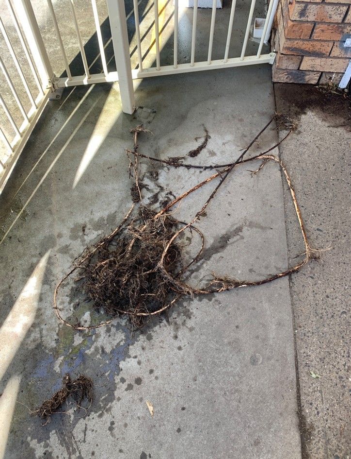 Blocked Drains Port Macquarie Tree Root Drain Blockage Removal— Port Macquarie Plumbing In Port Macquarie, NSW