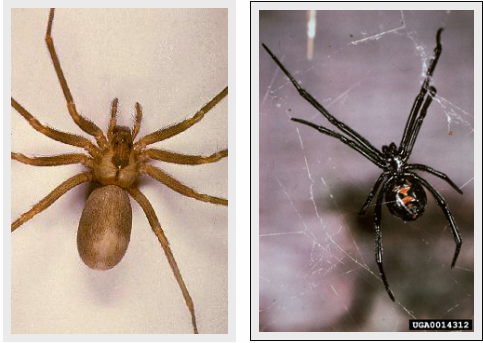 Two spiders side by side: a tan spider and a black widow on webs.