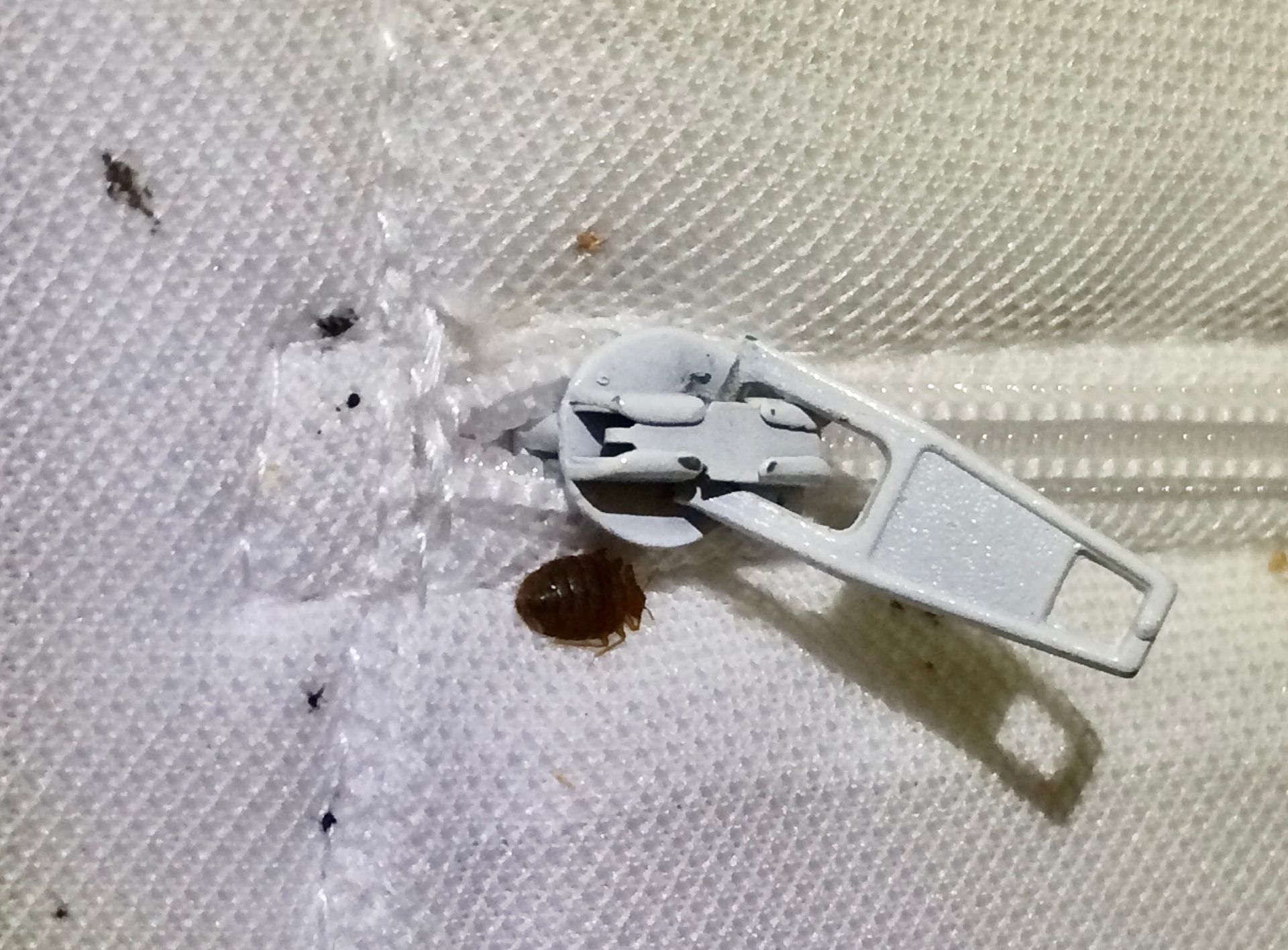Bed bug on white mattress zipper; several black specks and one other bed bug present.