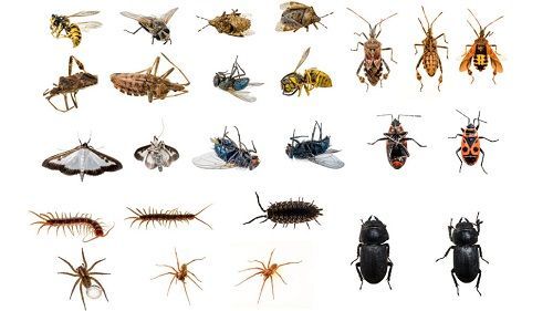 A collection of various insects, including bees, flies, beetles, and spiders, on a white background.