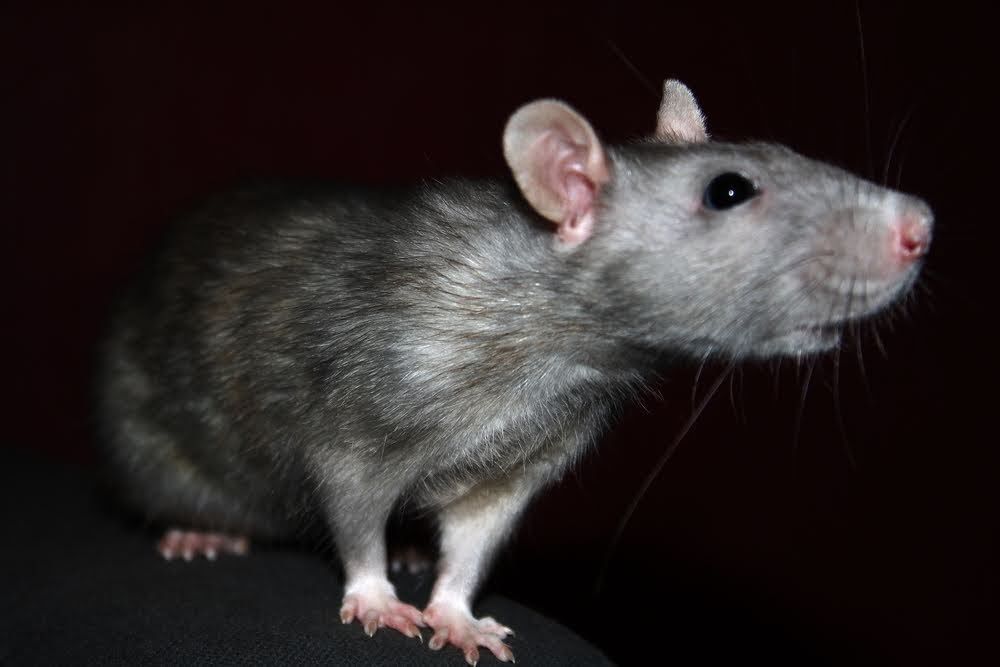 Gray rat with pink nose and ears, standing on a dark surface, looking right.