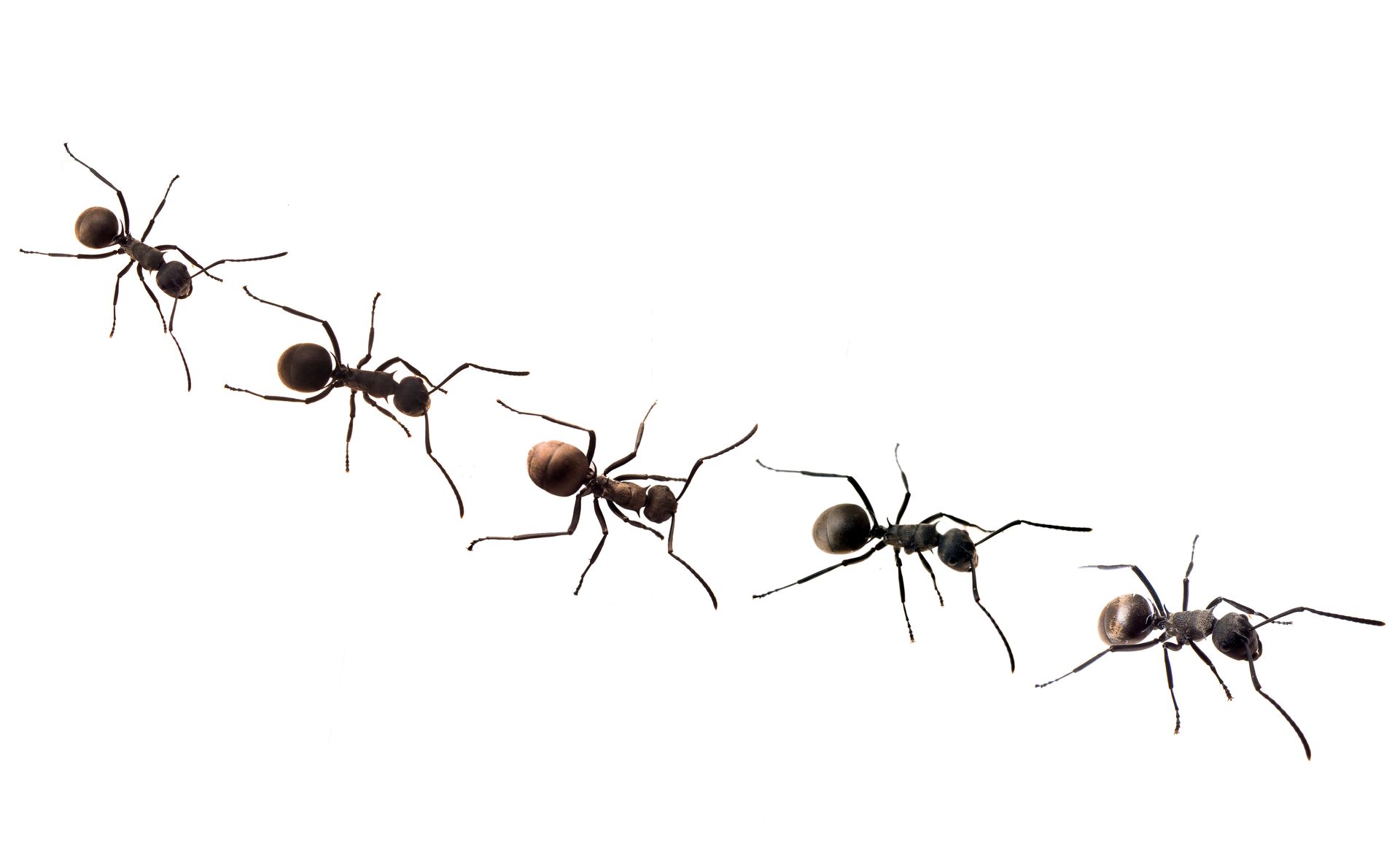 Line of ants walking across a white background.