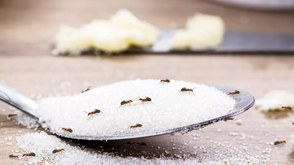 Spoon of sugar covered in ants; butter and knife blurred in background.