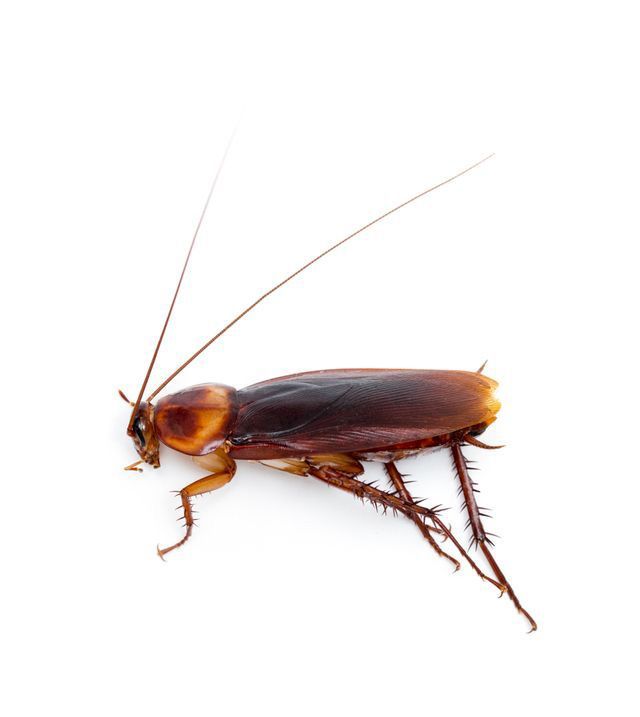 Cockroach, brown body, long antennae, six legs, on white background.