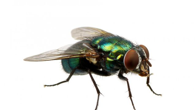 Green bottle fly with iridescent sheen and large red eyes.