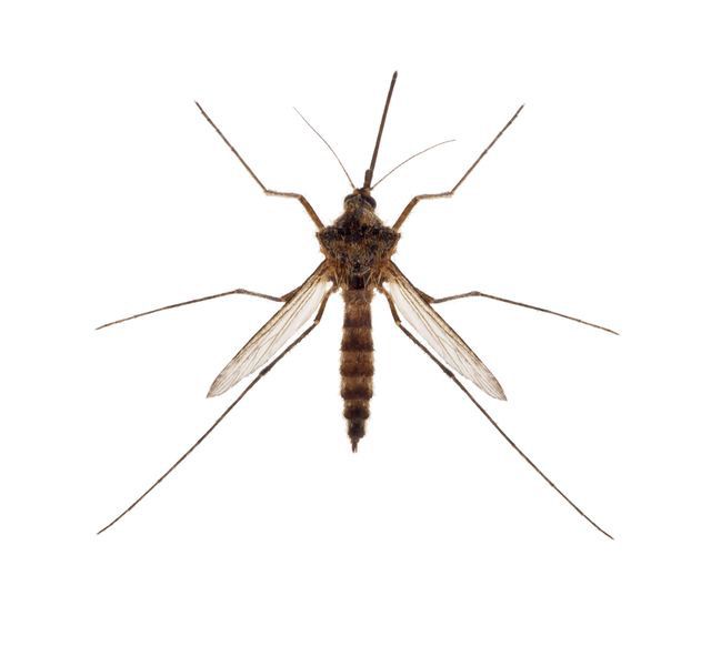 Mosquito with long legs, wings extended, and a proboscis, against a white background.