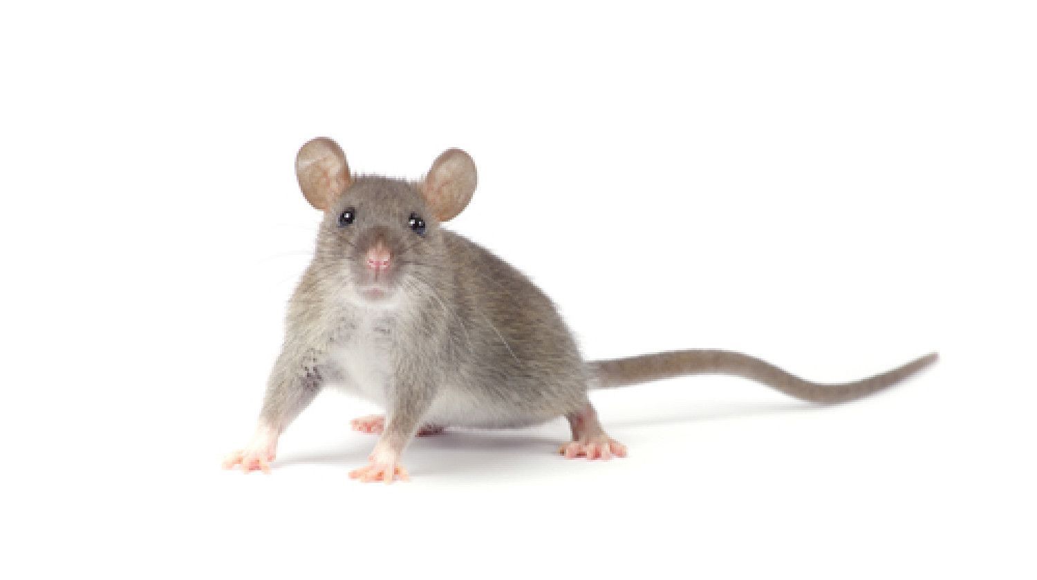 Picture of a rat on a white background, highlighting pest control solutions.