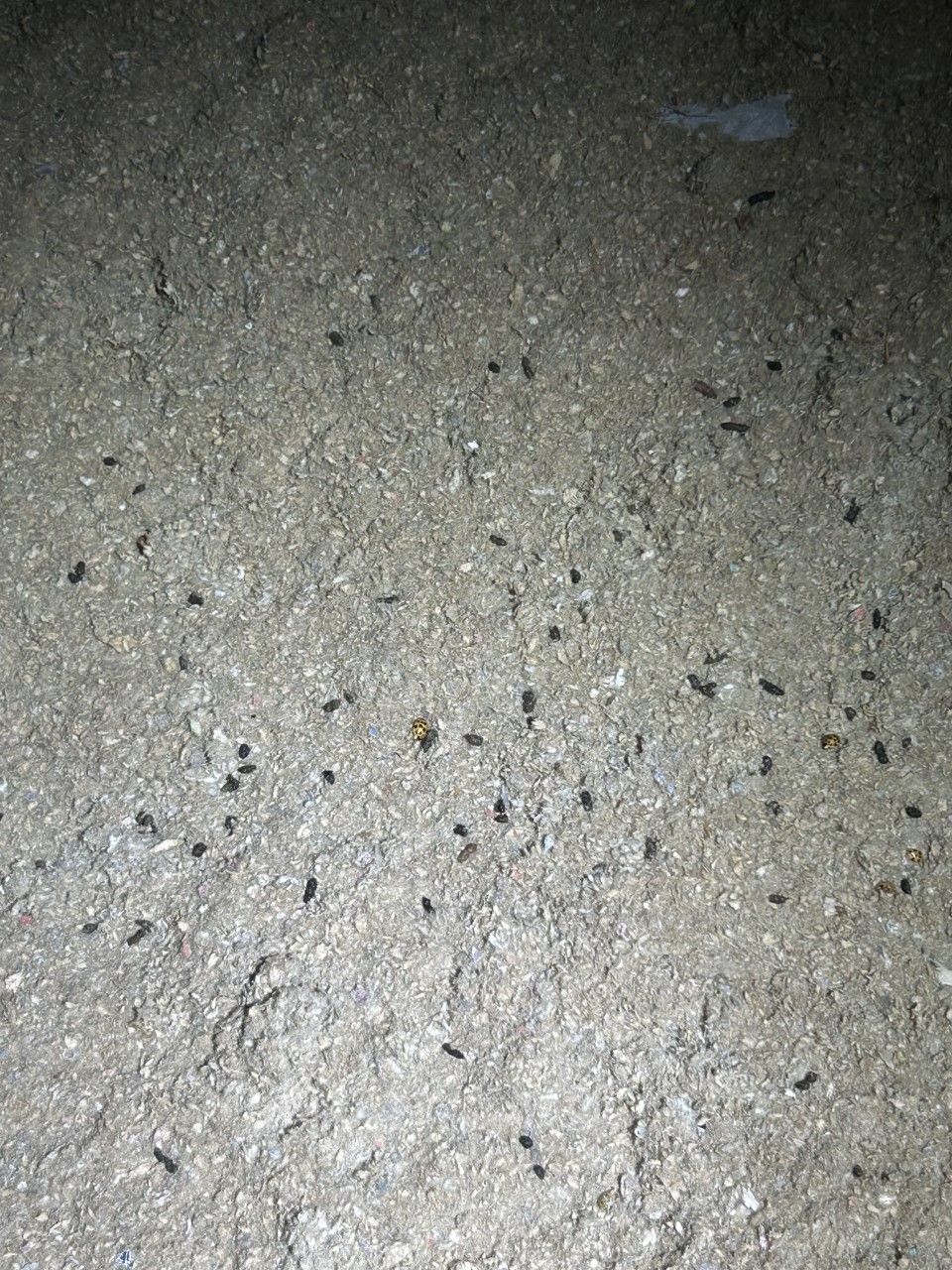 Gray concrete ground covered in many small, dark insects.